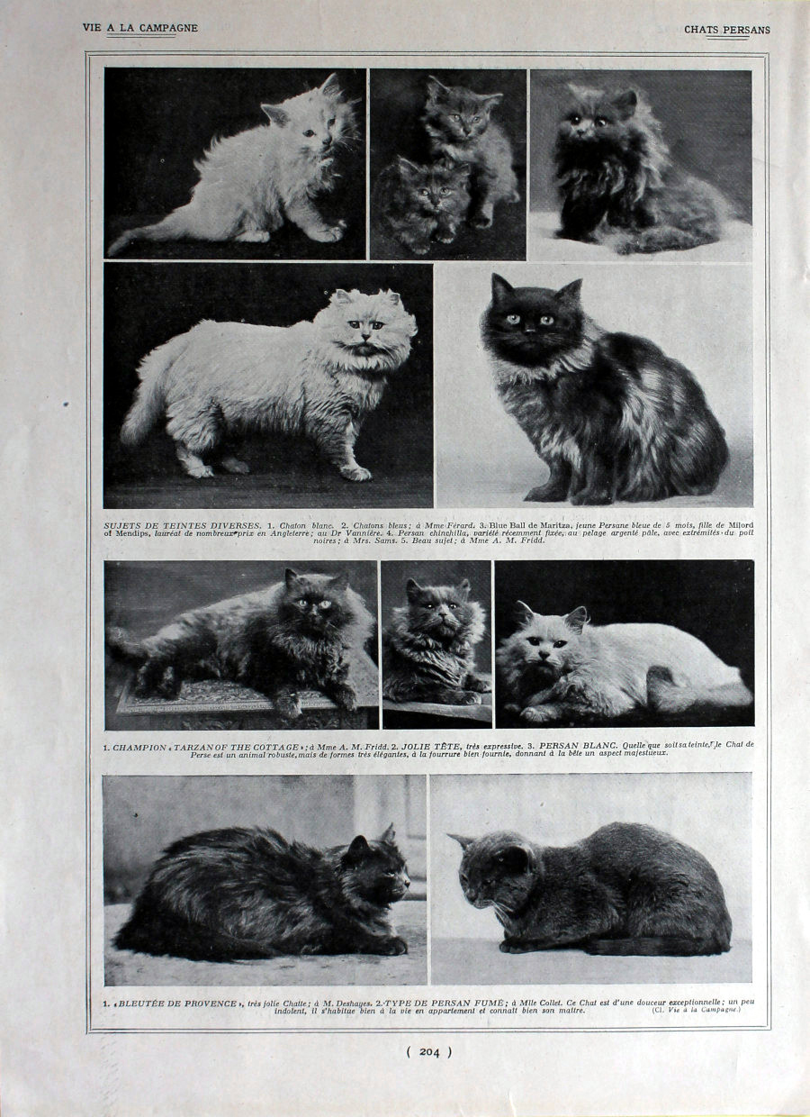 Chats persans. Immagine 1926