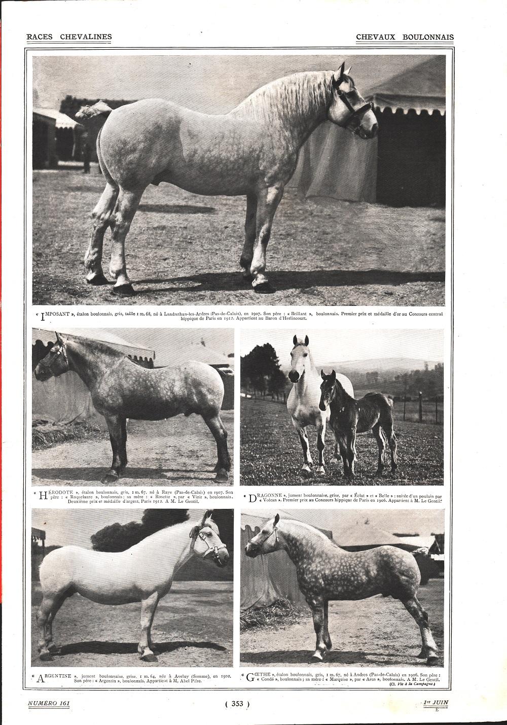 Chevaux Boullonais/Chevaux de trait Bretons. Stampa 1912