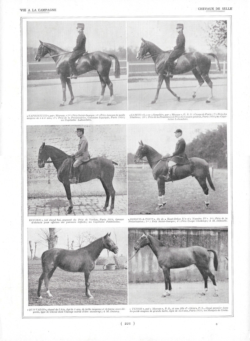 Chevaux de Selle / Clapiers Abrités - Immagine 1924