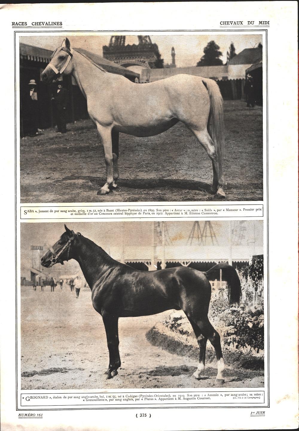 Chevaux du Midi/La race Norfolk-Bretonne. Stampa 1912