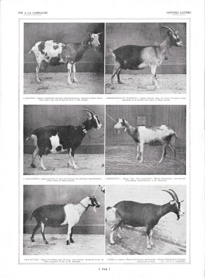Chèvres Alpines / Variétés de Carpes - Immagine 1924