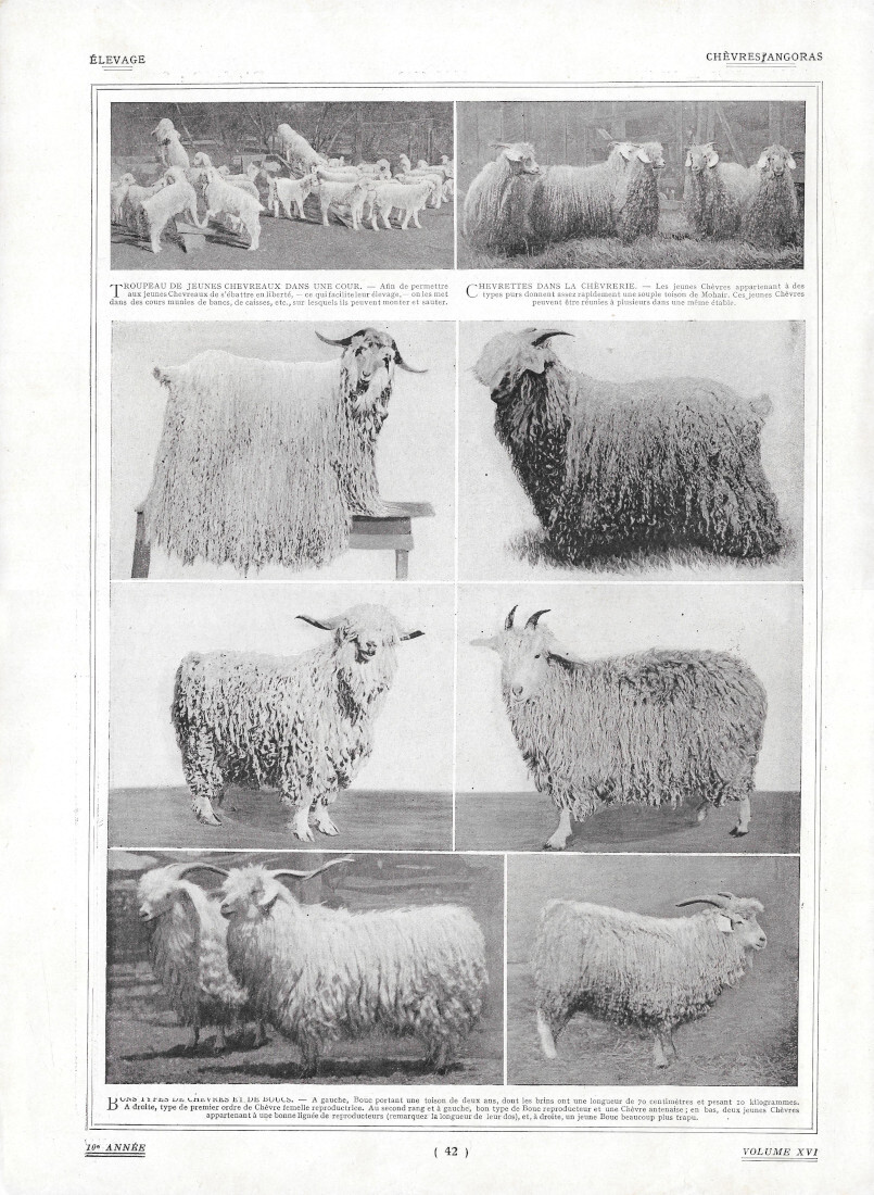 Chèvres Angoras - Immagine 1919