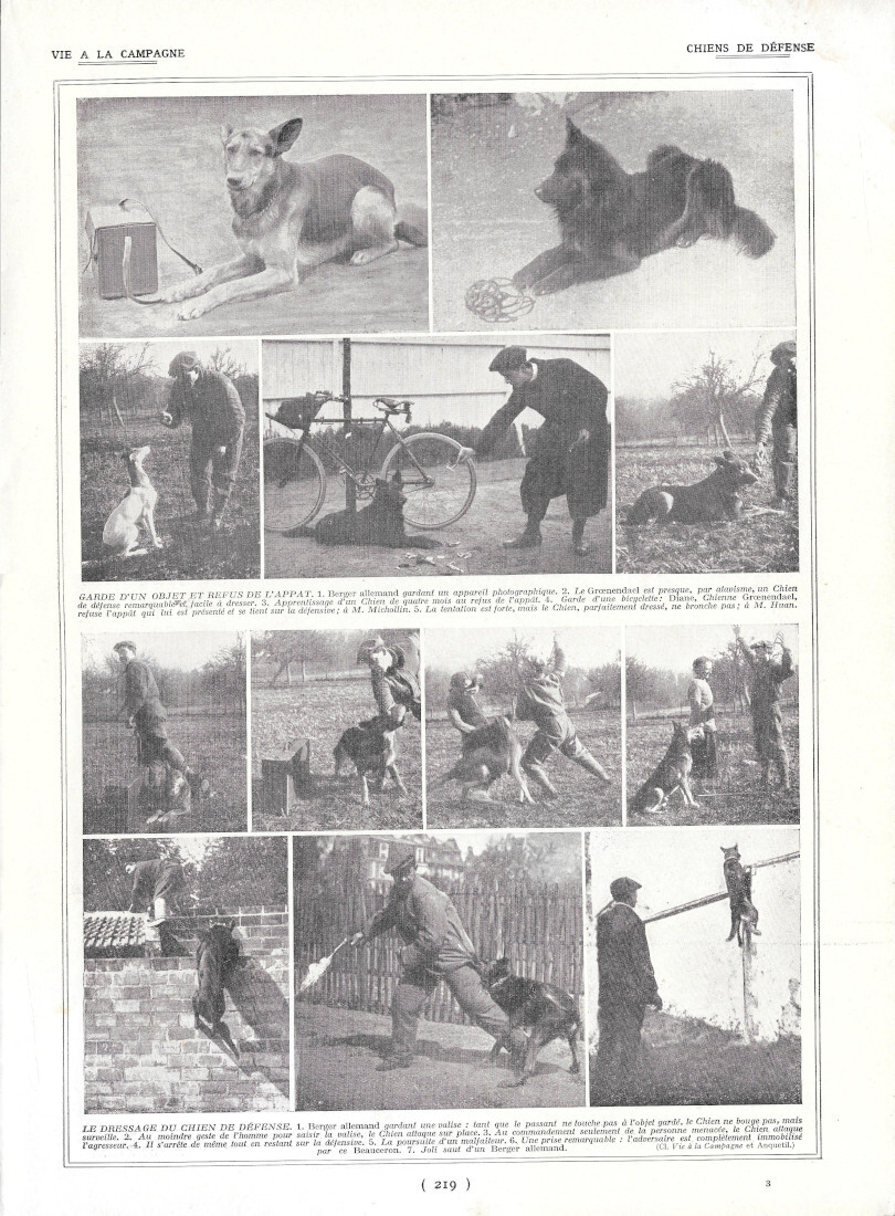 Chiens de défense / Elevage lapin Saint Marthe - Immagine …