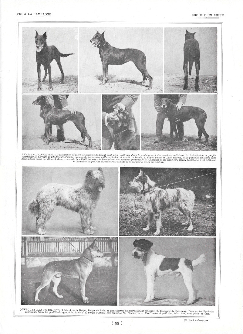 Choix d'un chien / Alimentation et soins - Immagine 1922