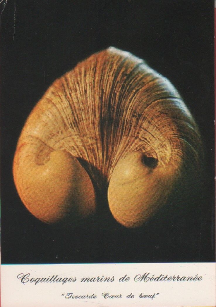 Conquillages marins de Mediterranée. Isocarde Coeur de boeuf. Non viaggiata