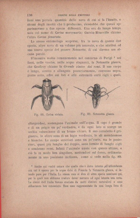 Corisa striata; Notonetta glauca. Vecchia stampa