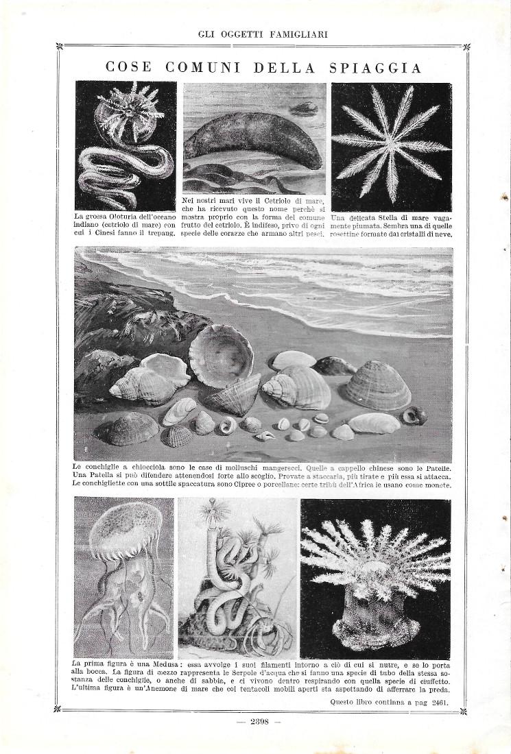 Cose comuni della spiaggia / Bernardo l'eremita nel guscio altrui. …