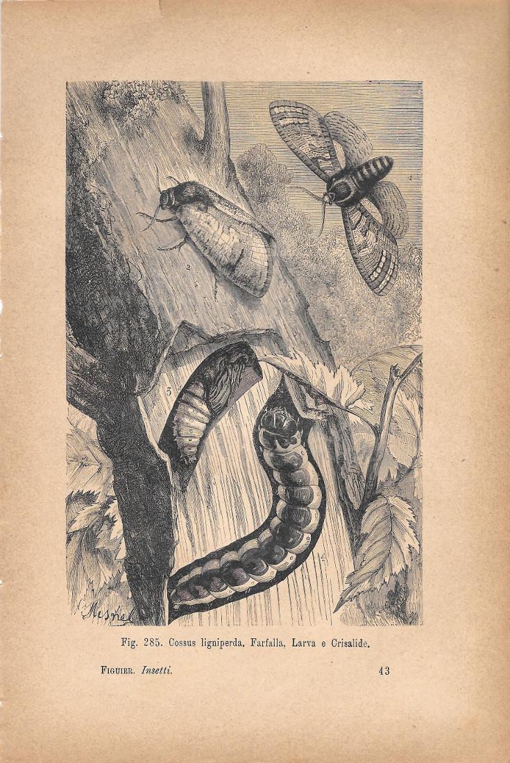 Cossus ligniperda. Farfalla, Larva e Crisalide. Stampa 1893