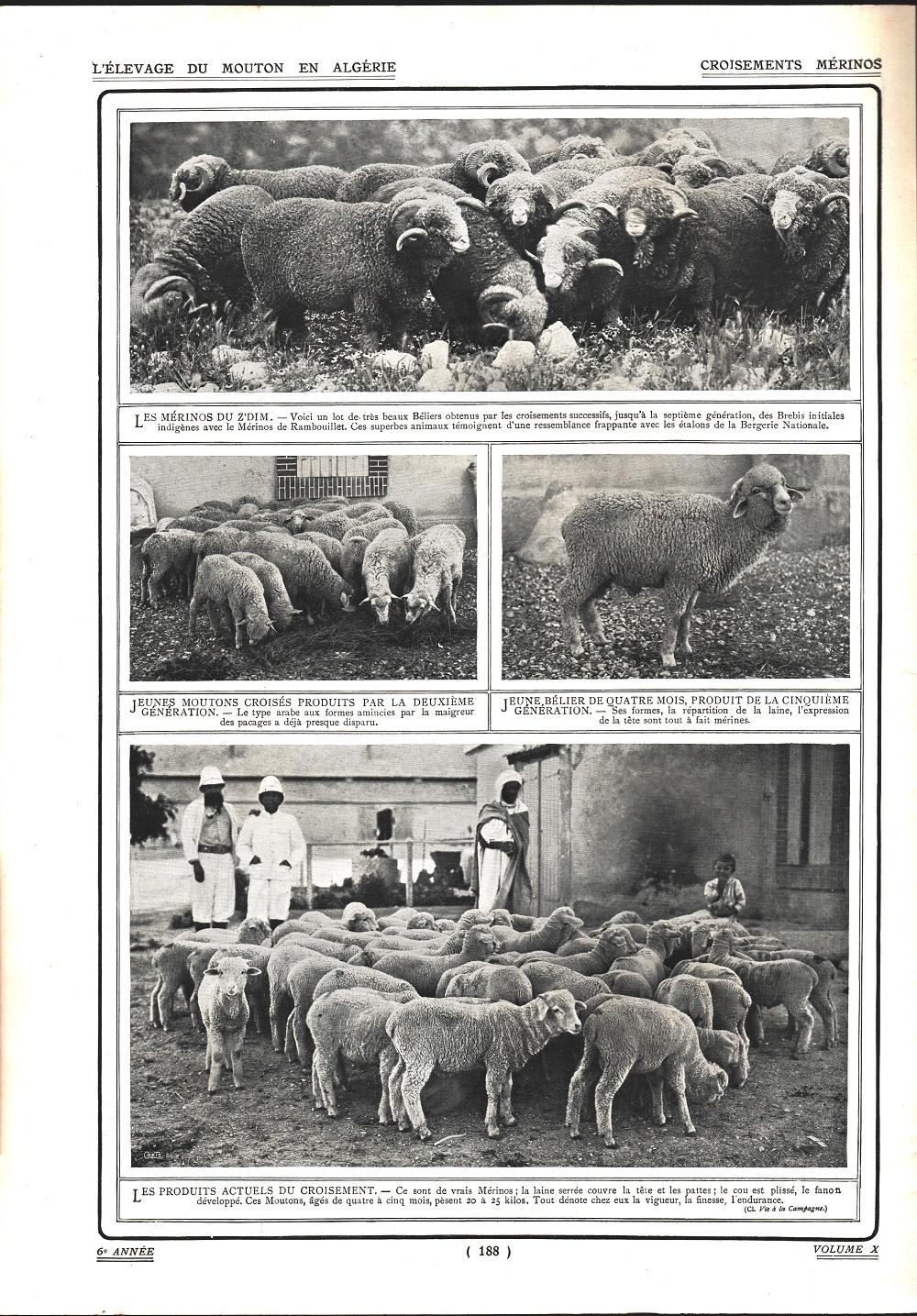 Croisements Merinos. Stampa 1911