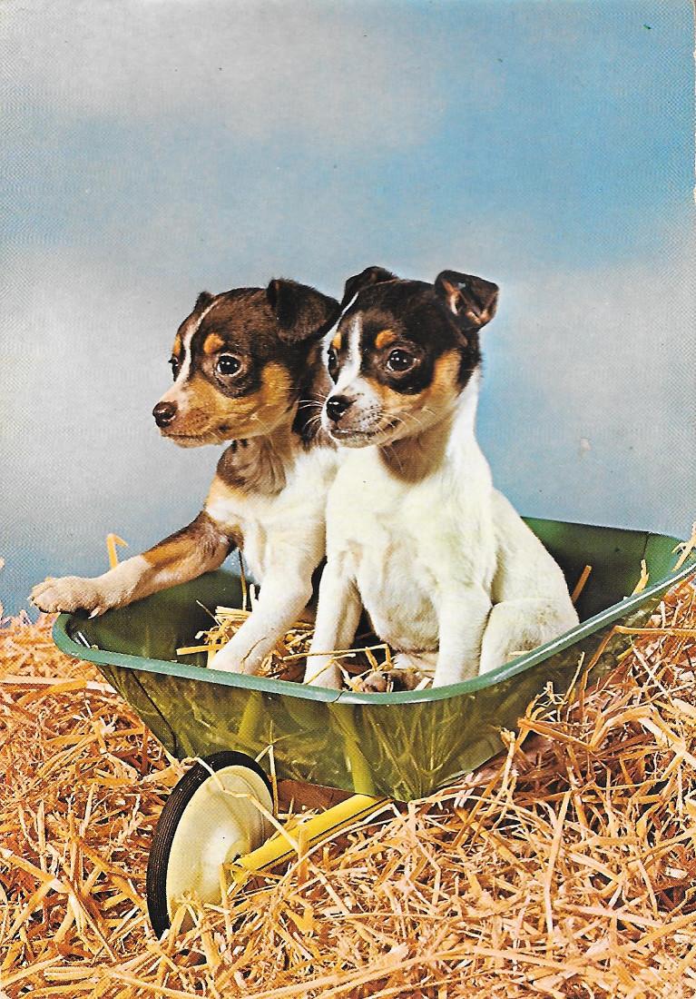 Cuccioli in carriola. Non viaggiata