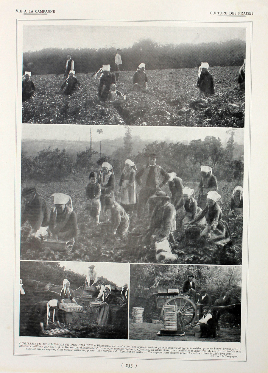 Culture des fraises/Exportation des fraises. Fronte/retro. Immagine 1927