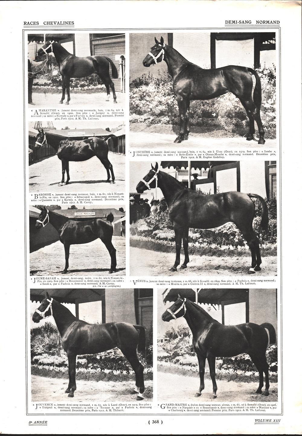 Demi-sang Normand. Stampa 1912