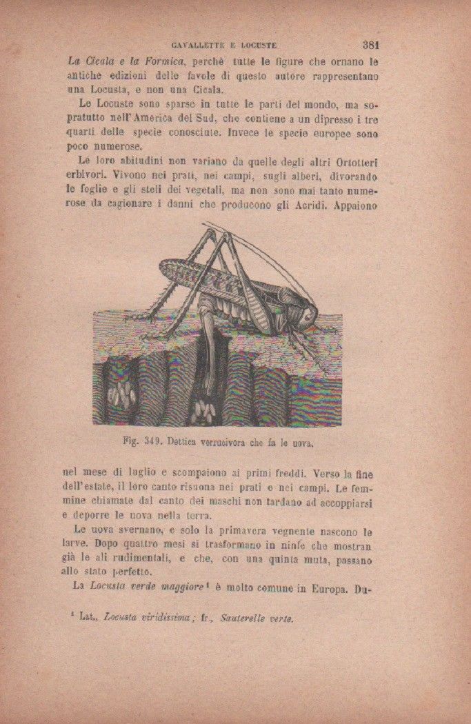 Dettica verrucivora che fa le uova. Vecchia stampa