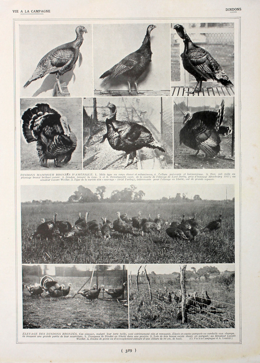 Dindons/Chasse au chien d'arret. Fronte/retro. Immagine 1927