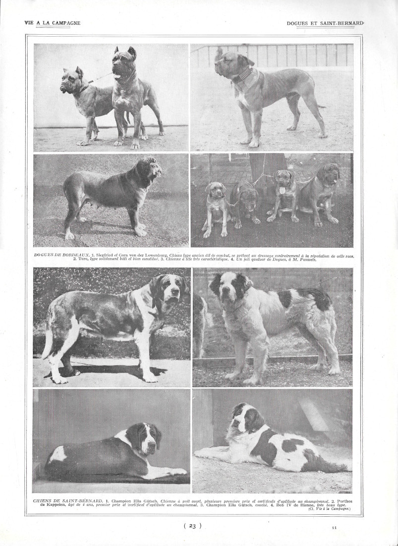 Dogues et Saint-Bernard / Le Chenil - Immagine 1922