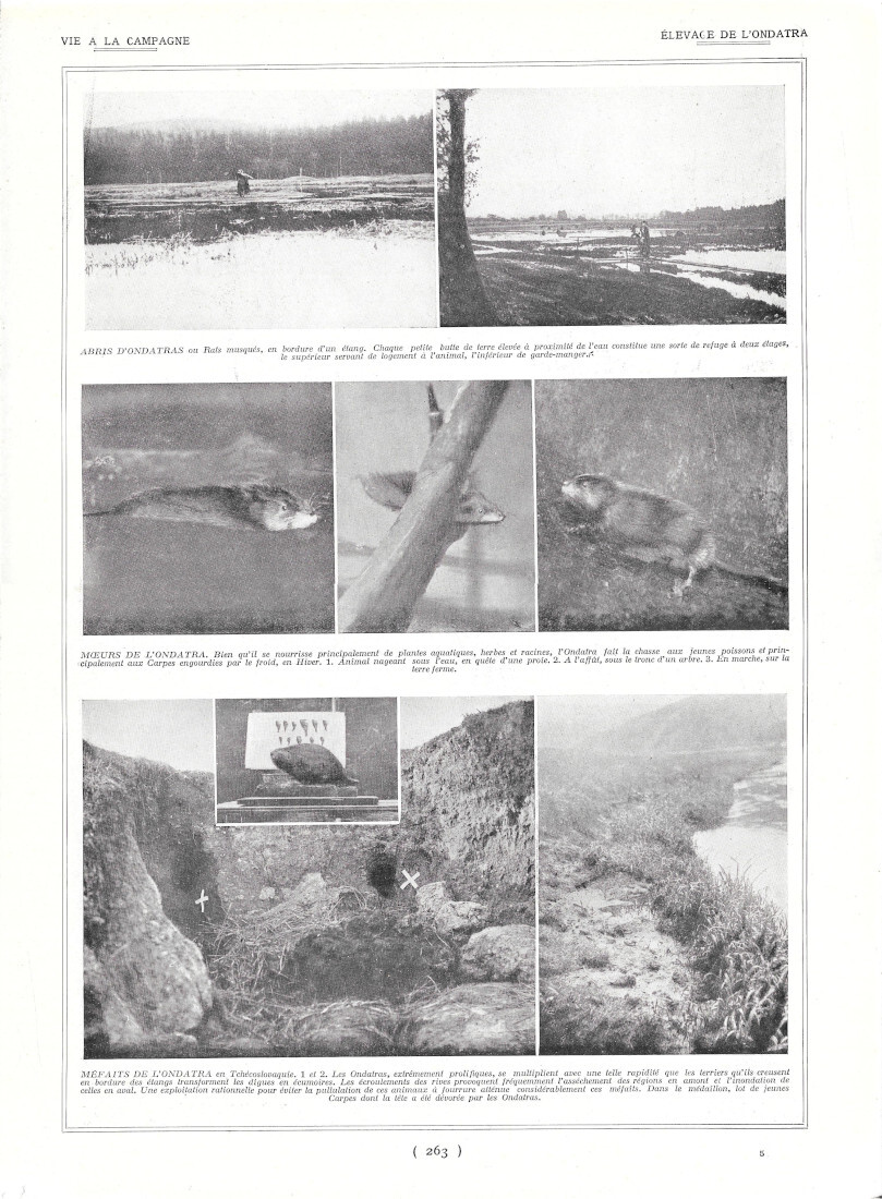 Elevage de l'ondatra - Aviculture utilitaire - Immagine 1928