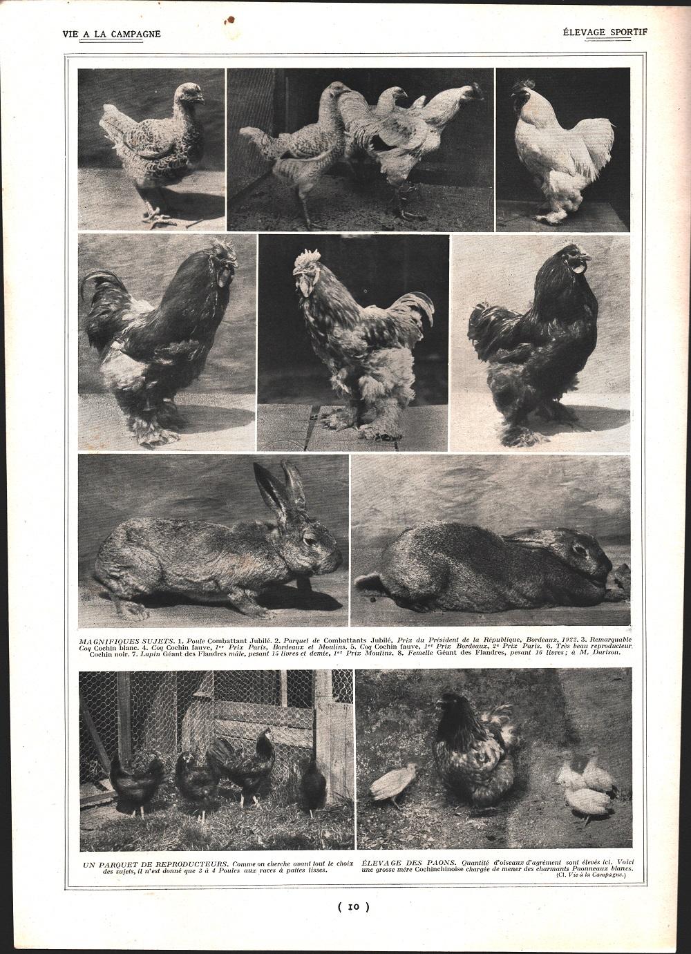 Elevage sportif /Elevage sportif. Stampa 1924