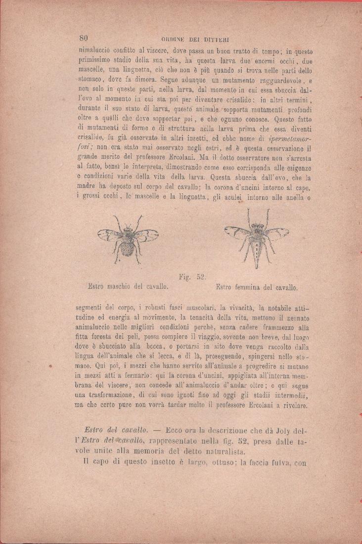 Estro maschio del cavallo, Estro femmina del cavallo. Vecchia stampa