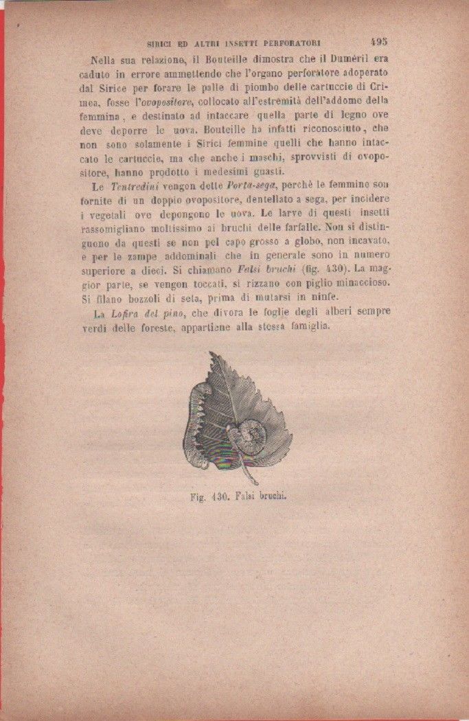 Falsi bruchi Vecchia stampa