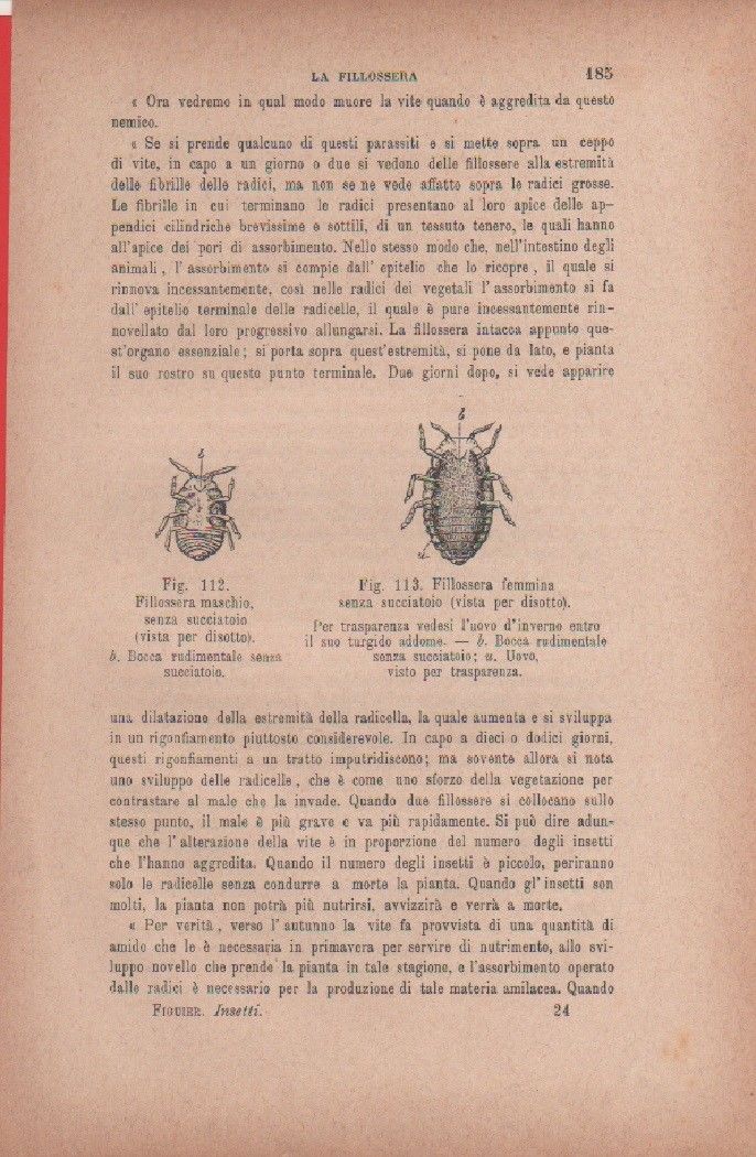 Filossera femmina; Filossera maschio. Vecchia stampa