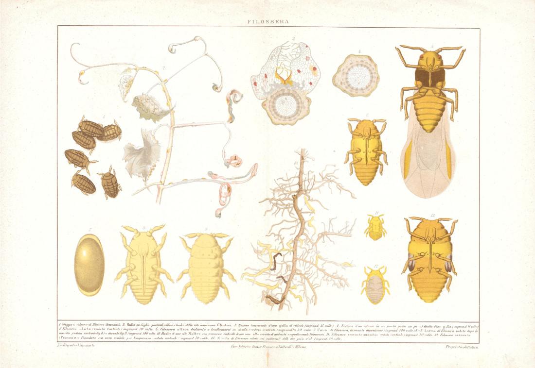 Filossera. Lexicon Vallardi 1900 ca.