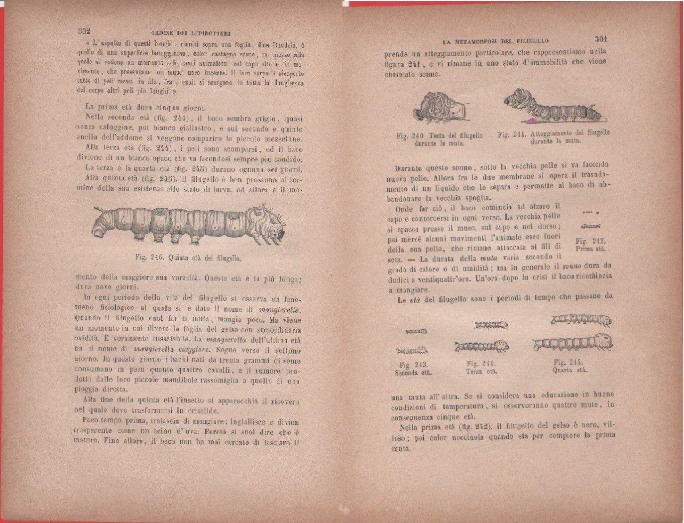 Filugello: testa, atteggiaemnto, età/Quinta età del filugello. Vecchia stampa