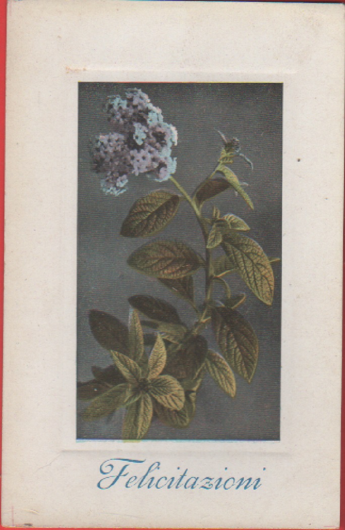 Fiore. Cromolito - Non viaggiata, originale no copia