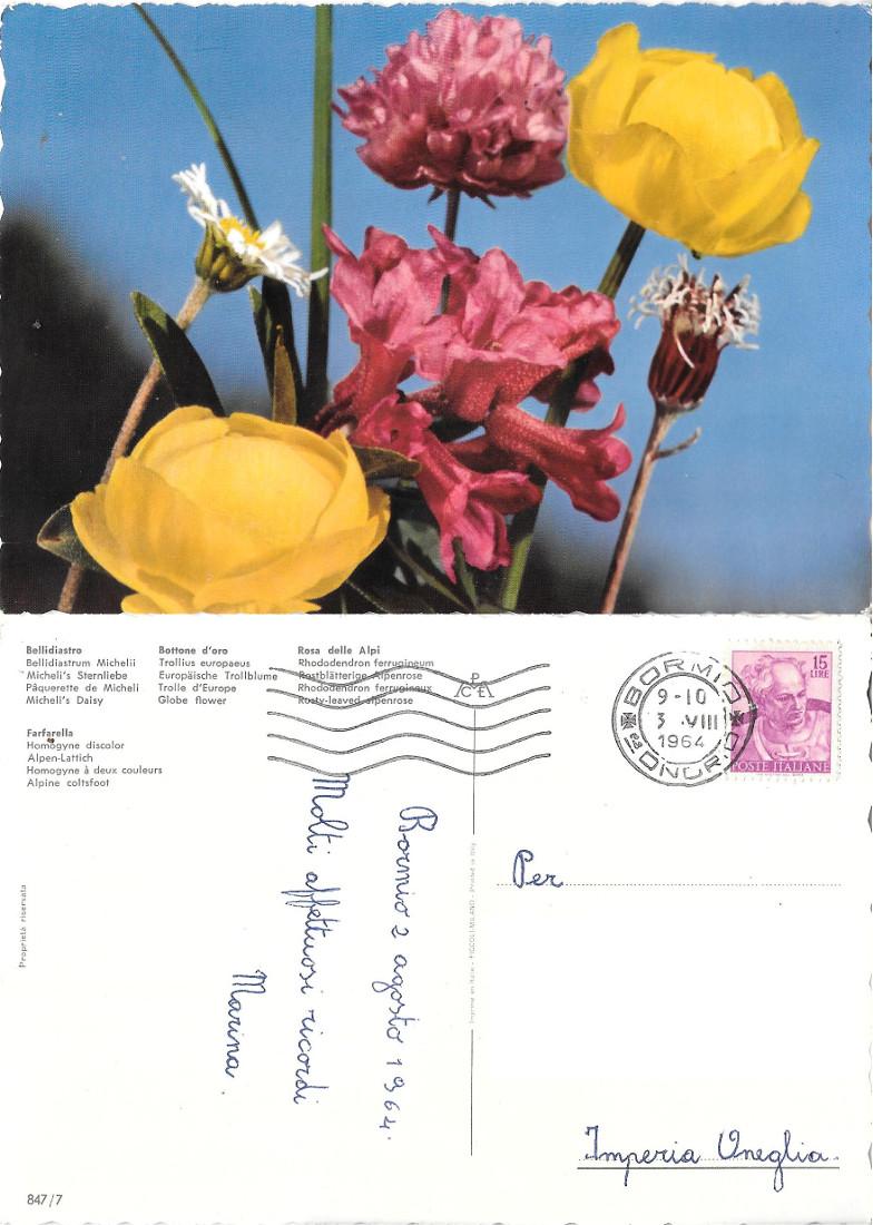 Fiori alpini. Viaggiata 1964