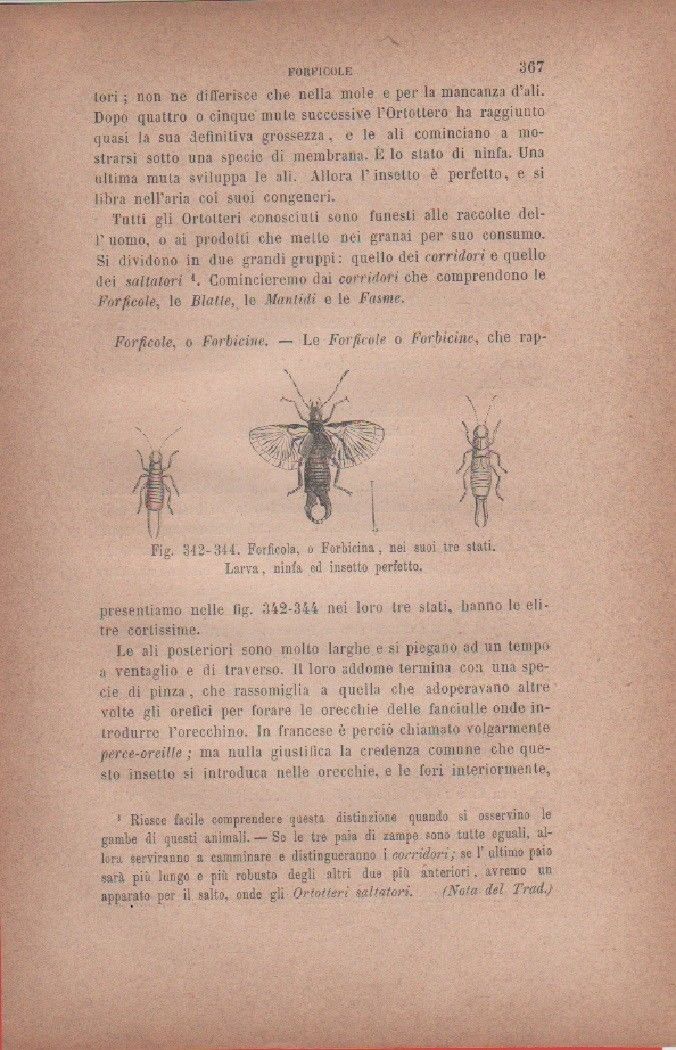 Forficolo o Forbicina, nei suoi tre stadi. Vecchia stampa