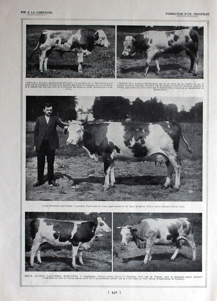 Formation d'un tropeau/ Le troupeau de Cibeins. Immagine 1926