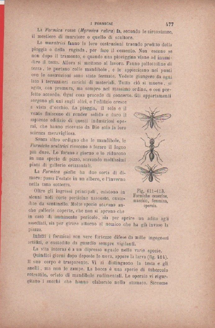 Formiche cinerine, maschio, femmina, operaia. Vecchia stampa