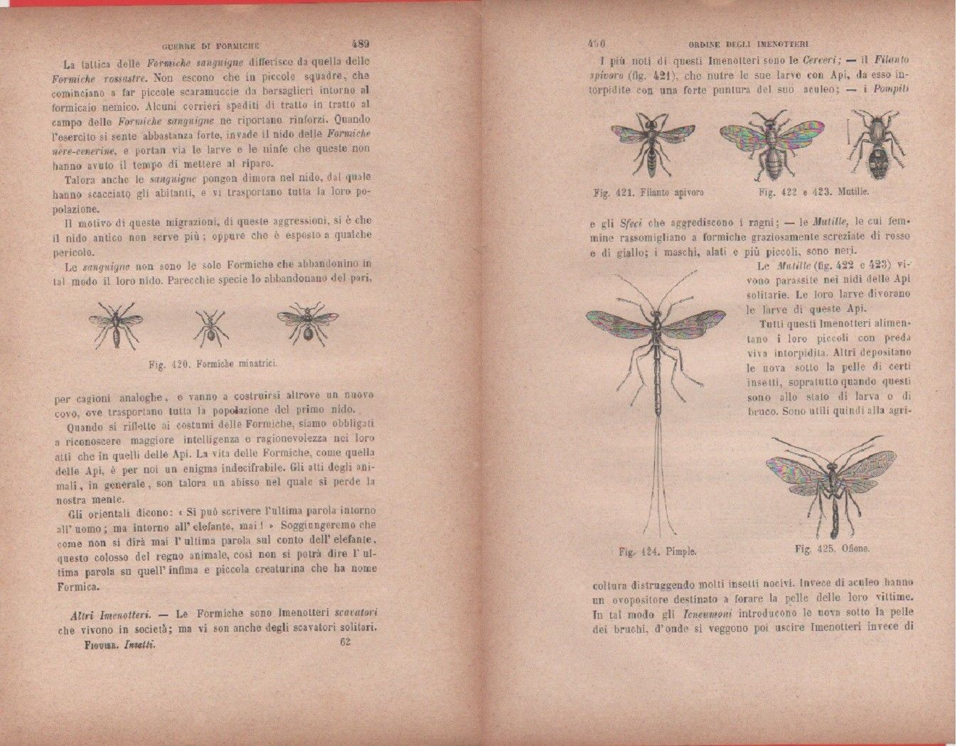 Formiche minatrici/Filanto apivoro, Mutille, Pimple, Ofione. Vecchia stampa