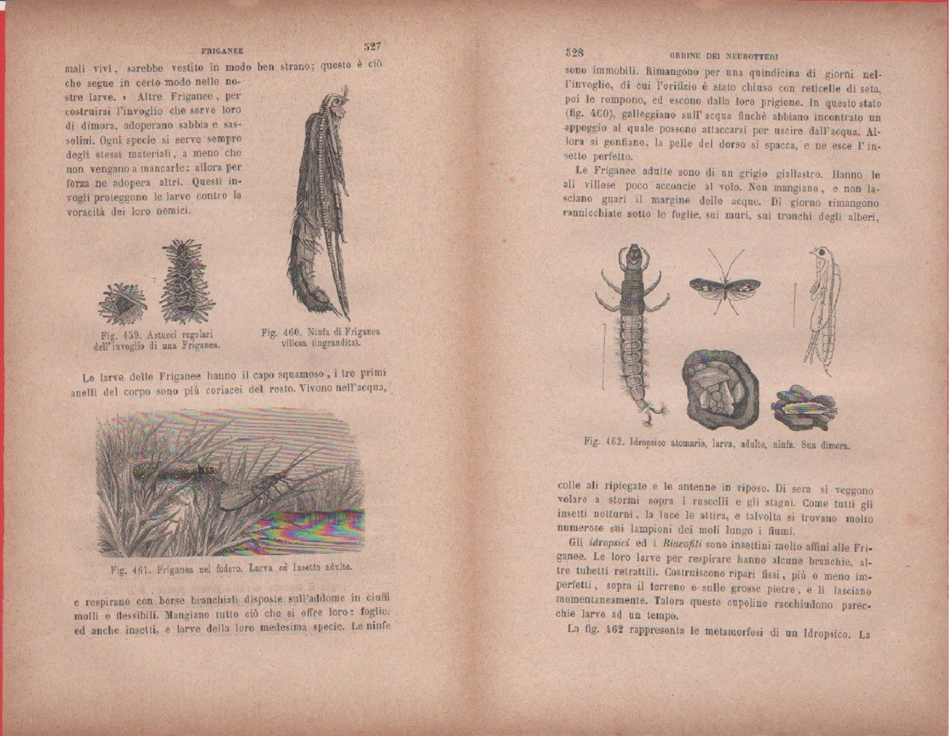 Friganea astucci, ninfa, nel fodero / Idropsico atomarico. Vecchia stampa