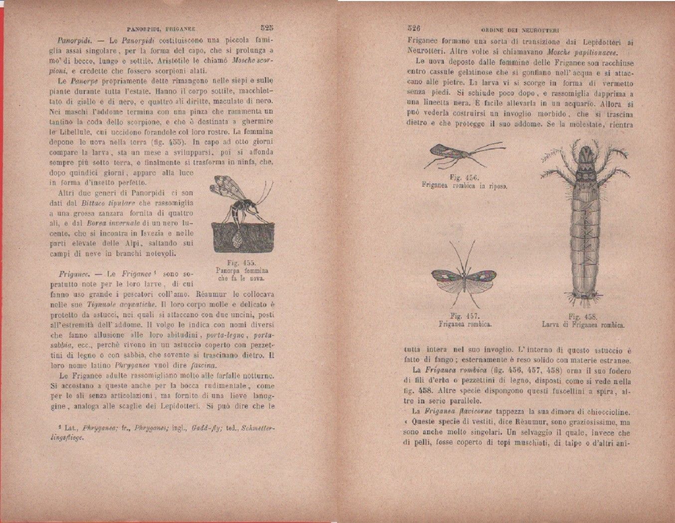 Friganea rombica, in riposo, larva / Panorpa femmina che fa …
