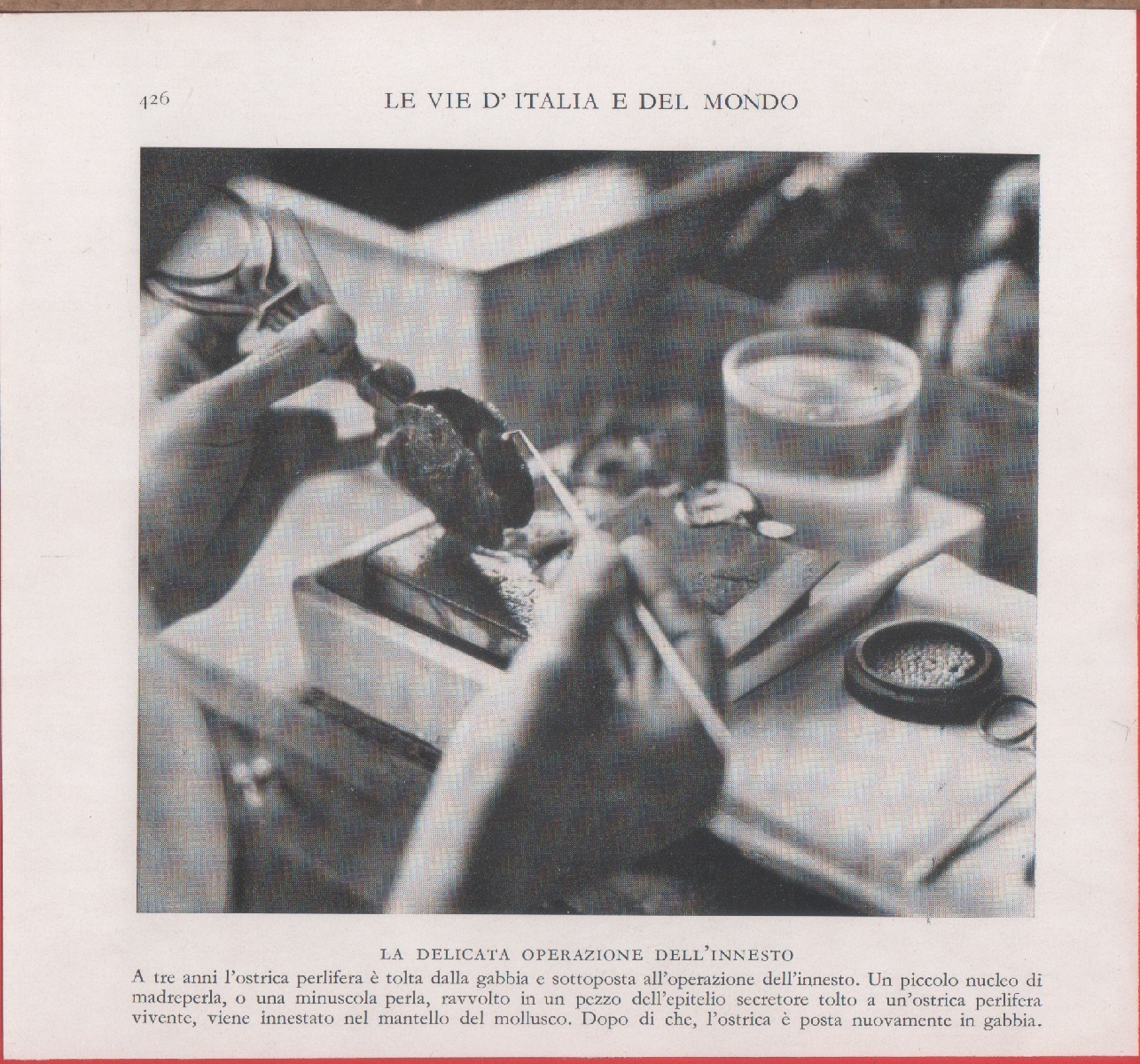 Giappone. Innesto delle ostriche perlifere. Immagine 1937
