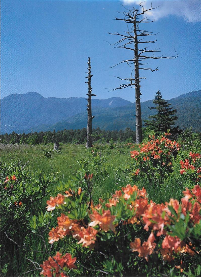 Giappone. Senjyo-ga-hara . Non viaggiata