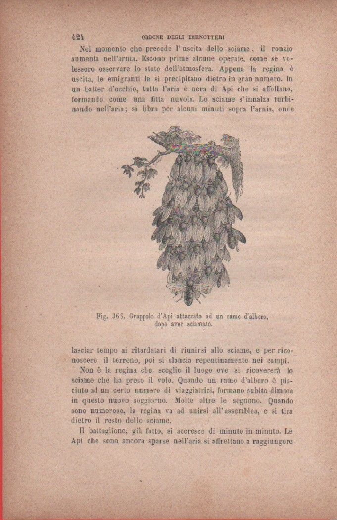 Grappoli d'Api attaccato ad una ramo d'albero dopo aver sciamato. …