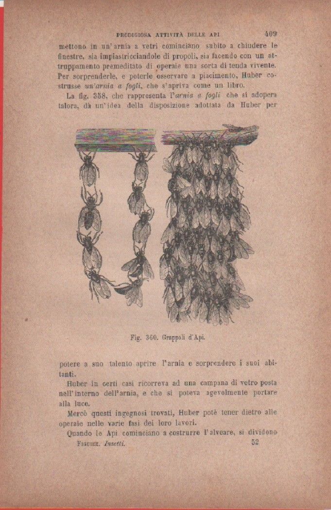 Grappoli d'api. Vecchia stampa