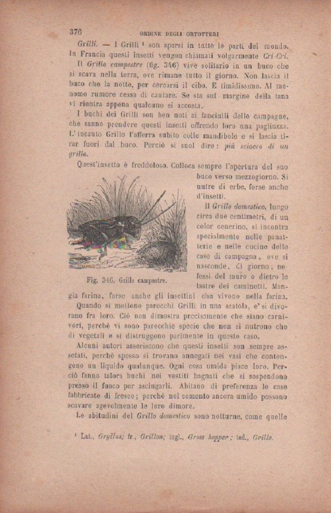 Grillo campestre. Vecchia stampa