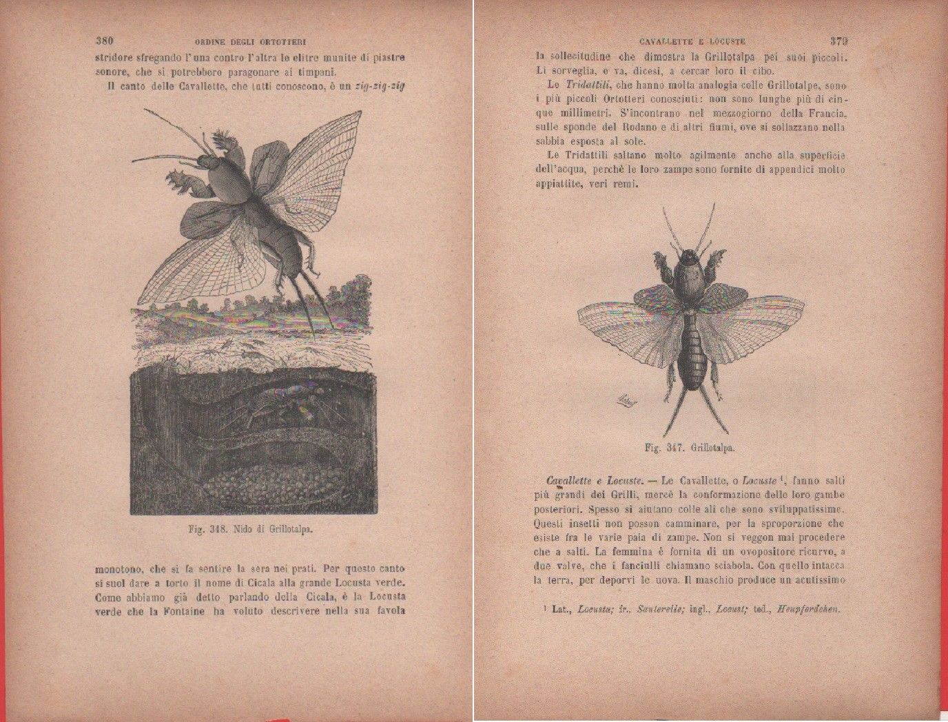 Grillotalpa/Nido di Grillotalpa. Vecchia stampa