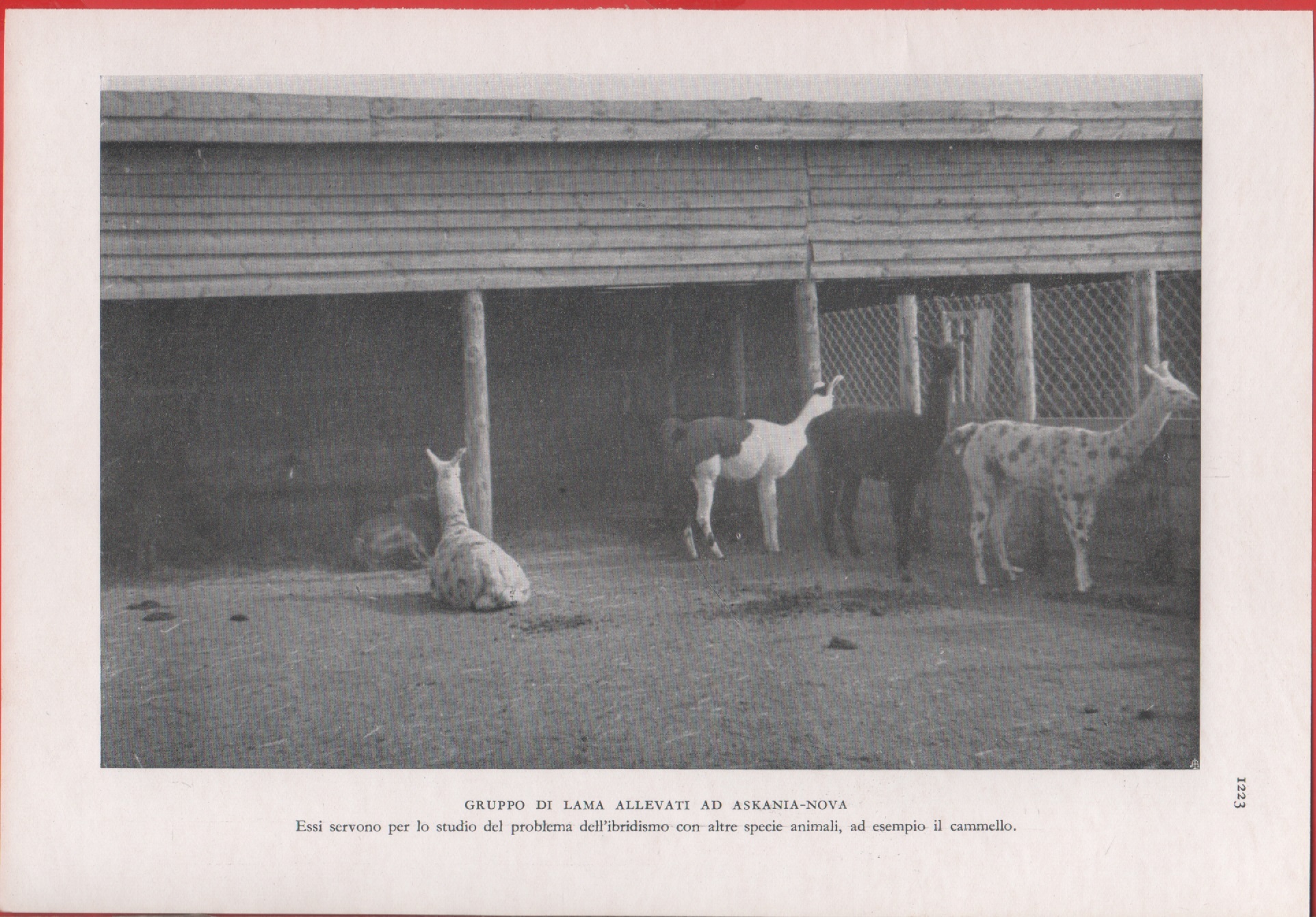 Gruppo di lama allevato a Askania-Nova (Ucraina). Immagine 1937