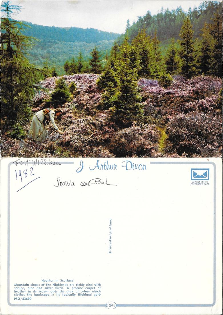 Heather in Scotland. Non viaggiata