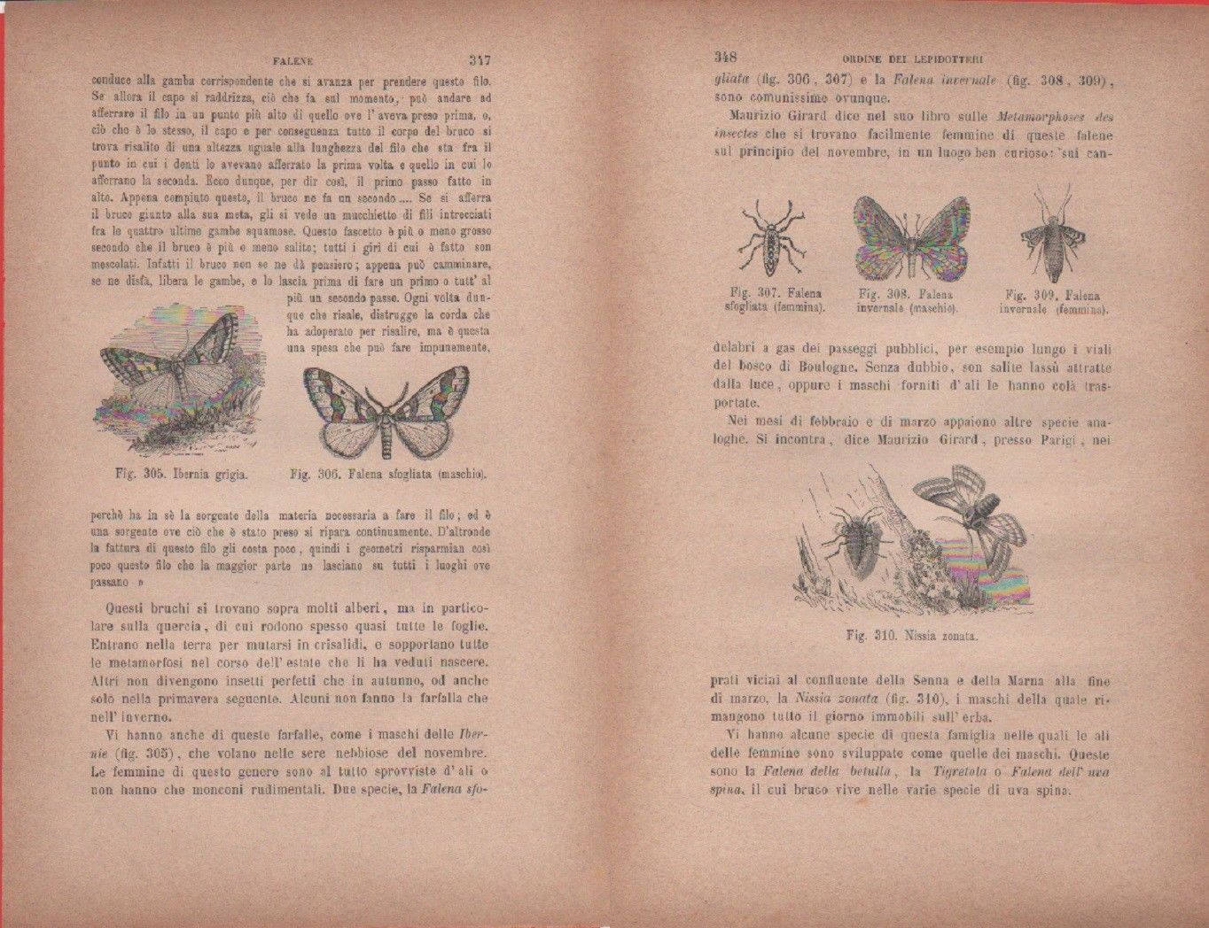 Ibernia grigia, Falena sfogliata/Falene, Nissia zonata. Vecchia stampa