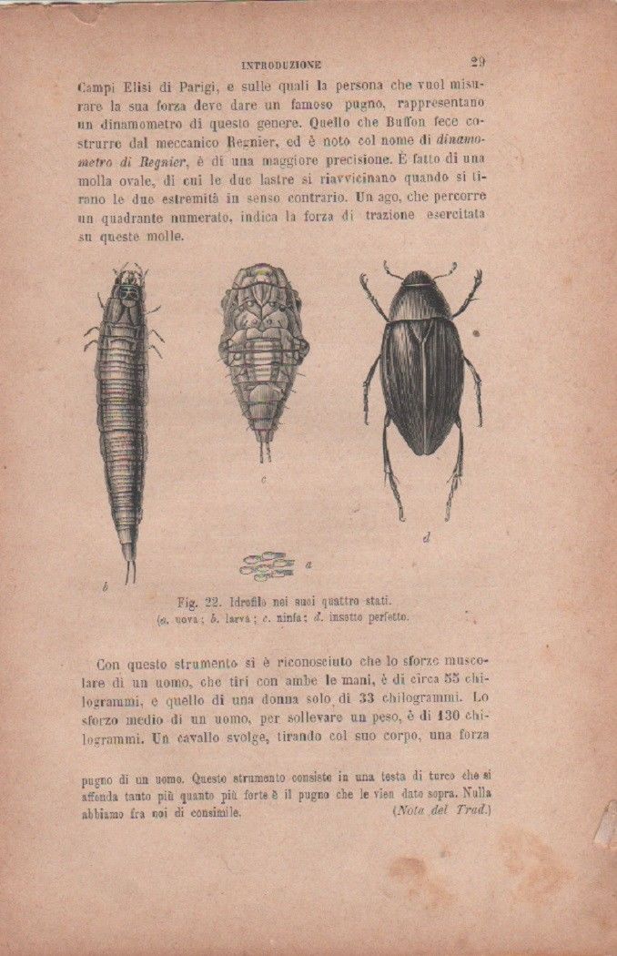 Idrofilo nei suoi quattro stadi. Vecchia stampa