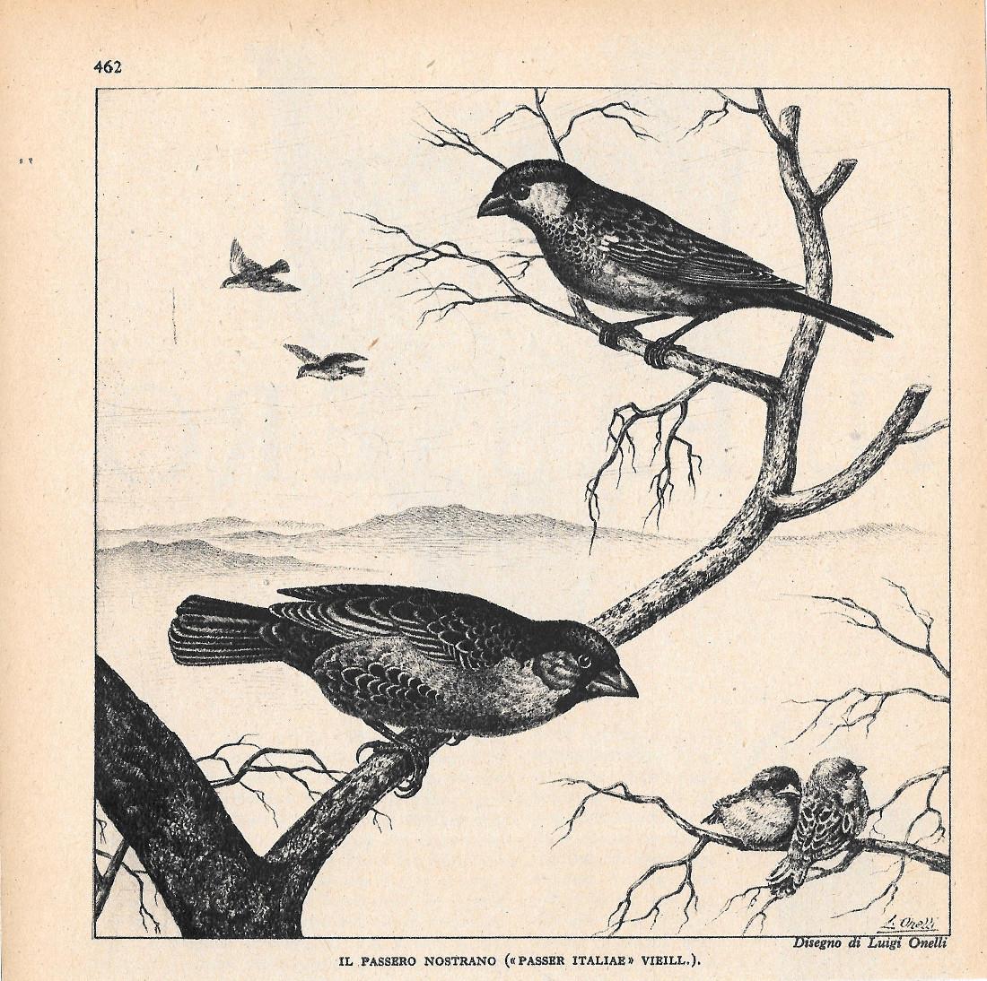 Il passero nostrano (Passer italiae Vieill.) 1947