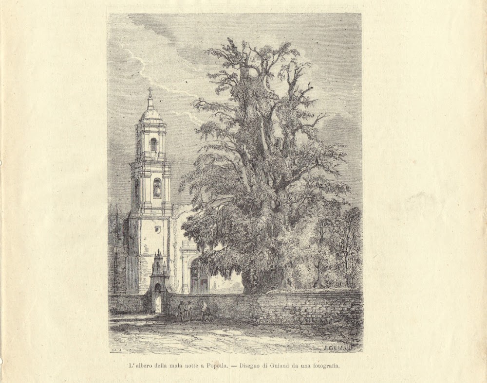 L'albero della mala notte a Popotla (Messico). Illustrazione 1864