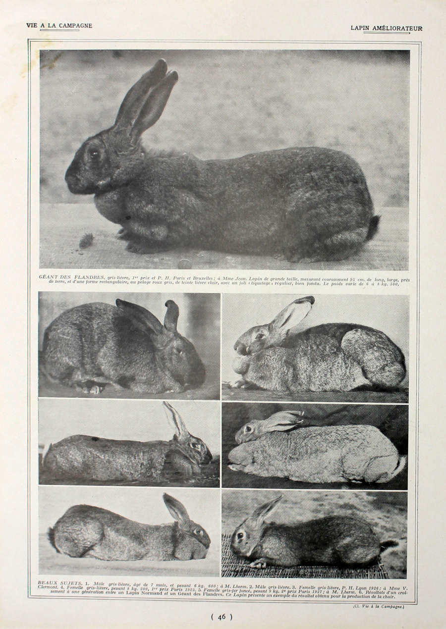 Lapin ameliorateur/Lapin pour la chair. Fronte/retro. Immagine 1927