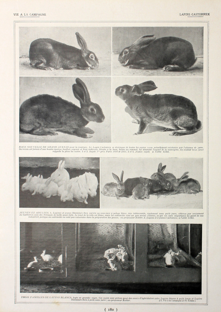 Lapin Castorrex/Chaponnage. Fronte/retro. Immagine 1927