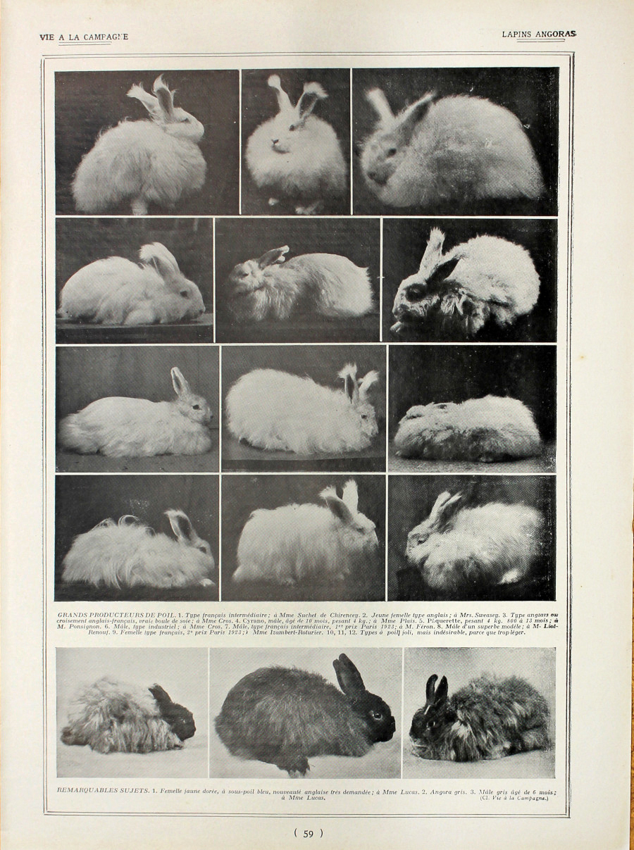 Lapins Angoras. Fronte/retro. Immagine 1927