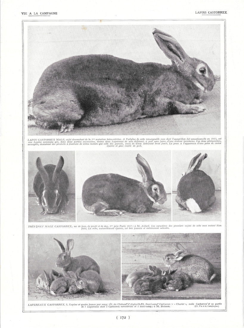 Lapins Castorrex - Immagine 1928